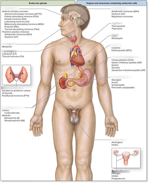 Anatomy Chapter Endocrine System Diagram Quizlet