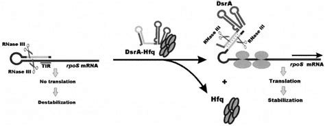 Model For Post Transcriptional Regulation Of Rpos Expression By Rnase