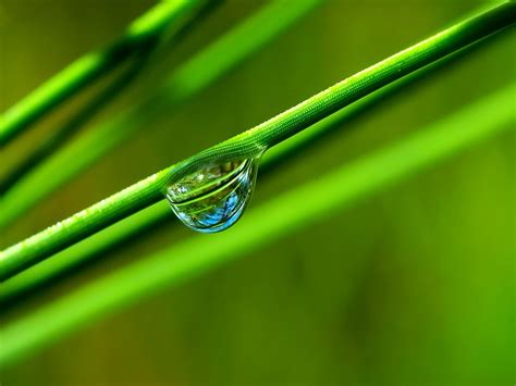 Papel de parede agua reflexão verde orvalho folha solta linha