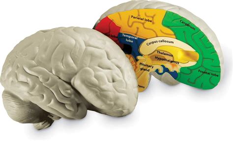 Learning Resources Cross Section Brain Model Classroom Demonstration Model Teaching Aids 2