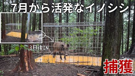 雨上がりを狙って箱罠でイノシシを捕獲！ Youtube