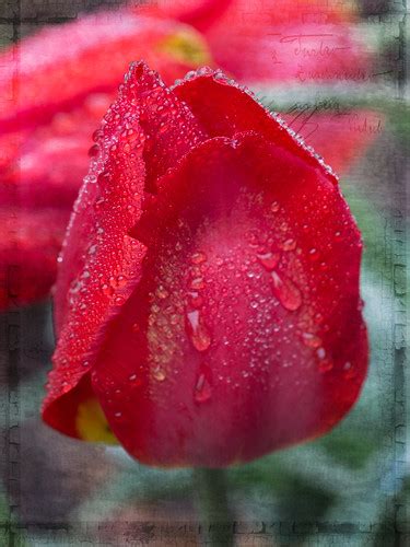 Red Tulip Texture Tulip In The Rain With Photoshop Texture Jennymcb Flickr