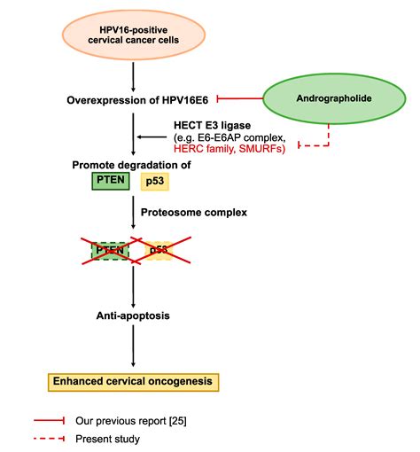 Ijms Free Full Text Proteomics Analysis Of Andrographolide Induced