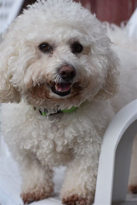 About Us | Love Your Dog | Buffalo & East Amherst, NY