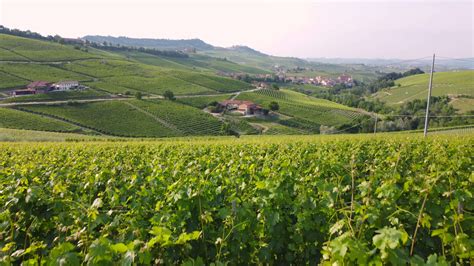 Weinberg Landwirtschaft Bauernhof Feld Luftbild In Langhe Piemont