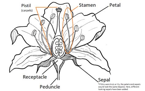 8.1: Flower Anatomy - Biology LibreTexts