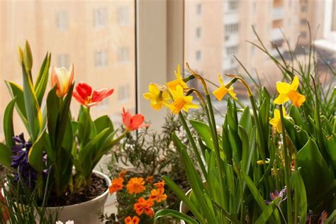 Cómo cultivar tulipanes en casa y en invierno Desde los métodos de