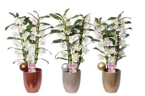 Dendrobium Nobile Classic Apollon Plant Wholesale Floraccess