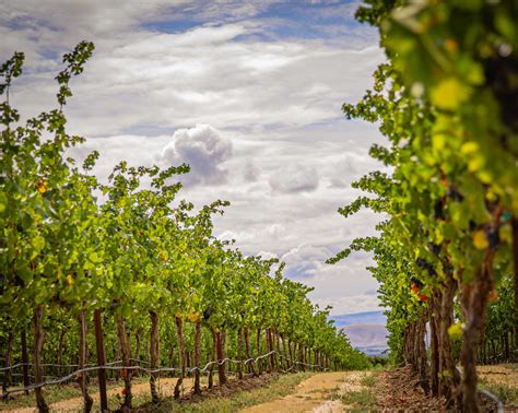 Yakima Valley - We have our very best year of auction items! Tomorrow