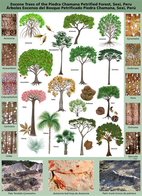 Árboles petrificados en Perú revelan la historia primigenia de