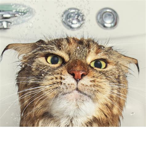 Can Cats Have Ice Cream as a Treat? A Vet Explains - Parade Pets
