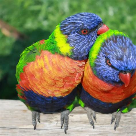 10 Brilliant Small Parrots That Make Great Pets