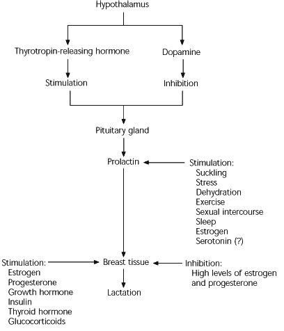 Evaluation And Treatment Of Galactorrhea AAFP