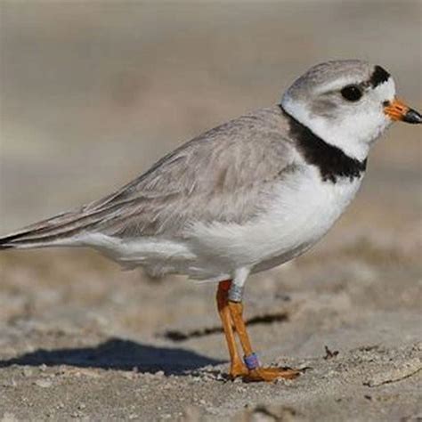 Why the Piping Plover is endangered? - DIY Seattle