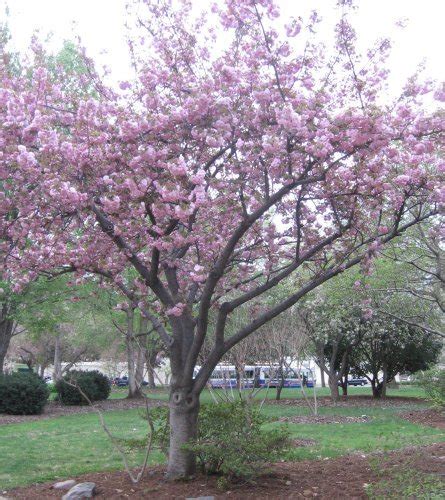 Dendroica: Cherry Blossoms Still Blooming