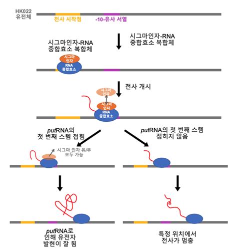 Rna를 통한 유전자 전사 조절 원리 규명 Bric