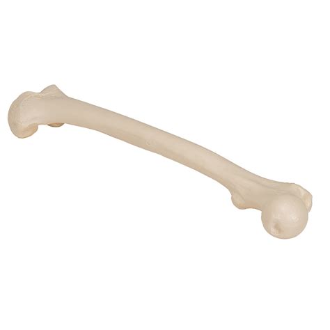 Human Femur - 3B Smart Anatomy - 1019360 - 3B Scientific - A35/1 - Leg ...