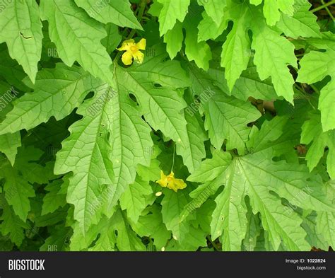 bitter melon vine image photo  trial bigstock