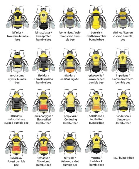 Free Printable Bee Identification Charts [PDF]