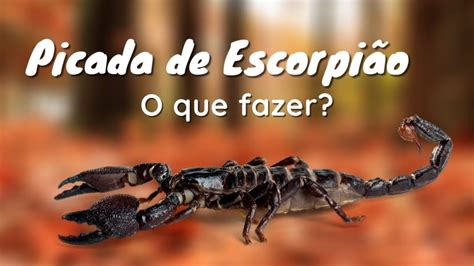 Picada De Escorpi O O Que Fazer Curso Nr Online Na Cidade De S O