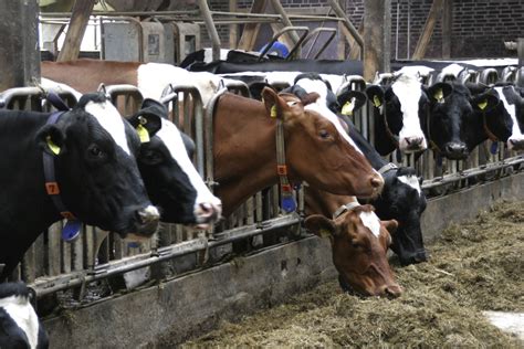 dairy farming technology uptake survey precise