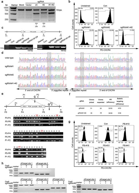 Crispr Cas Mediated Gene Targeting Of The Cxcr Loci And Site Specific