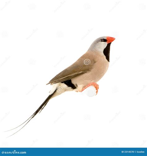 Long-tailed Weasel #1 Stock Image | CartoonDealer.com #19003171