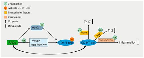 Biomolecules Free Full Text The Role Of Citrullination Modification