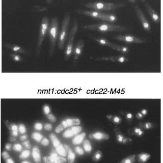 Overexpression Of Cdc25 During An S Phase Block Leads To Mitotic