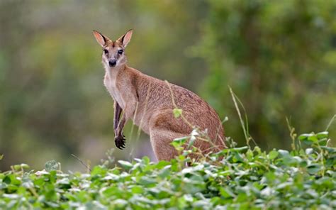 Kangaroo Marsupial Wallpapers Hd Desktop And Mobile Backgrounds