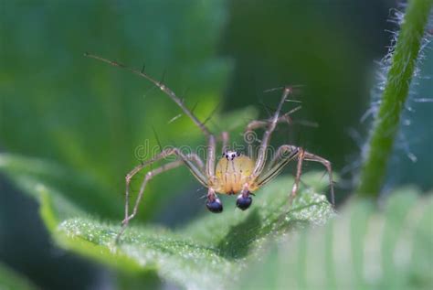 Spider 库存图片 图片 包括有 昆虫 敌意 庭院 结构树 工厂 叶子 杂草 绿色 蜘蛛 47414717