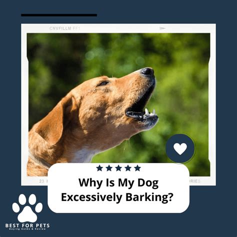 Why Is My Dog Excessively Barking And How To Stop It? - BestForPets.org