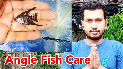 How to Care Angelfish কভব আম এনজল মছর দখশন কর