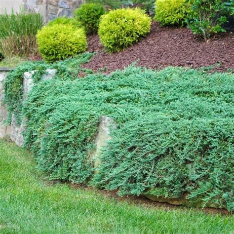 Growing The Blue Rug Juniper Juniperus Horizontalis Perennial Evergreen Shrub Groundcover