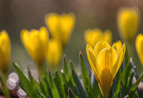 crocuses flowers meadow spring  stock photo public domain pictures