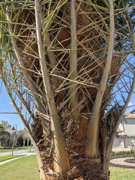 Need Some Input On New Sylvester Palms Discussing Palm Trees Worldwide Palmtalk