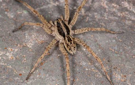 Are Wolf Spiders Poisonous Miche Pest Control