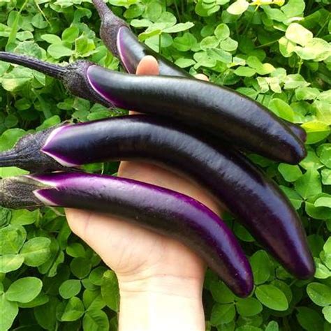 Eggplant Ping Tung Long Urban Seedling