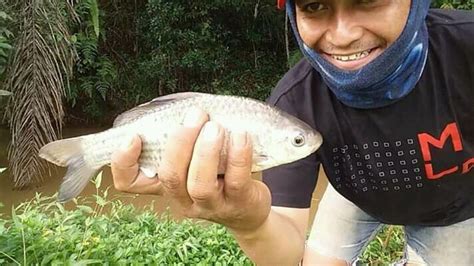 Mancing Ikan Nila Besar Di Sungai Images Topik Masa Kini Indonesia