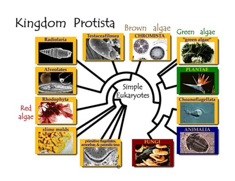 The kingdom protista | PPT