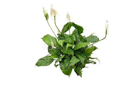 Peace Lily house plant stock photo. Image of clipping - 276956112