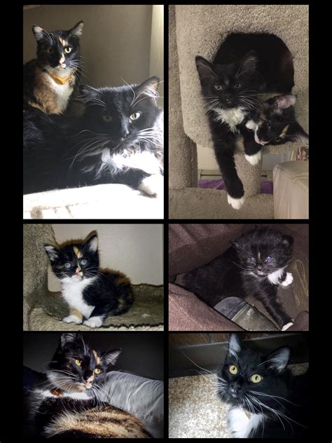 Coral & Whisper : r/AliveNamedCats