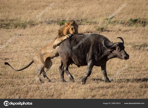 Cape buffalo struggles to escape male lion — Stock Photo © nicholas ...