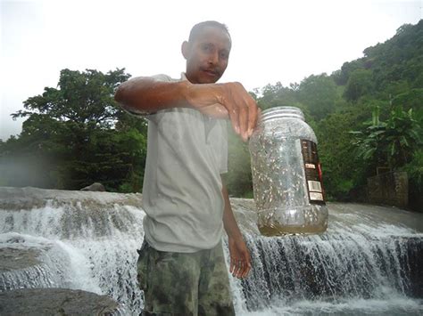 menentukan pergantian musim menggunakan ikan ipung kearifan lokal