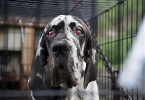 11 Great Danes Health Problems Tips To Improve Their Life Span