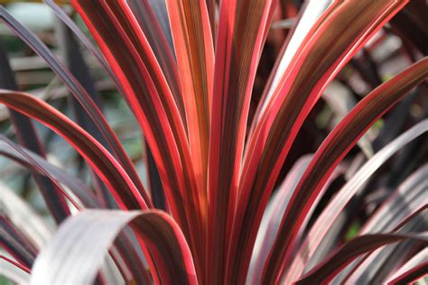 Caring For Your Cordyline Red Star Plant A Complete Guide