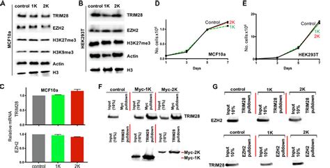 Expression Of Krab Domain Has Minimal Effect In Mcf10a And Hek293t