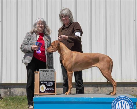 Rhodesian Ridgeback Puppies For Sale - AKC PuppyFinder