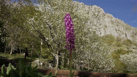 Fioriture E Lavori Primaverili Al Giardino Botanico YouTube