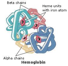 Quaternary Structure Of Protein Diagram